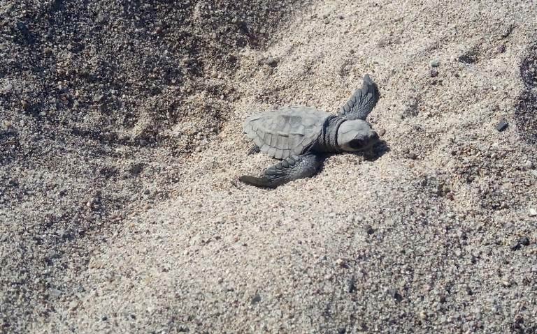 75 Olive Ridley turtles are rescued in Puerto Vallarta